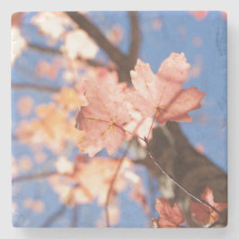 hoch, oben, oben in den Bäumen Steinuntersetzer