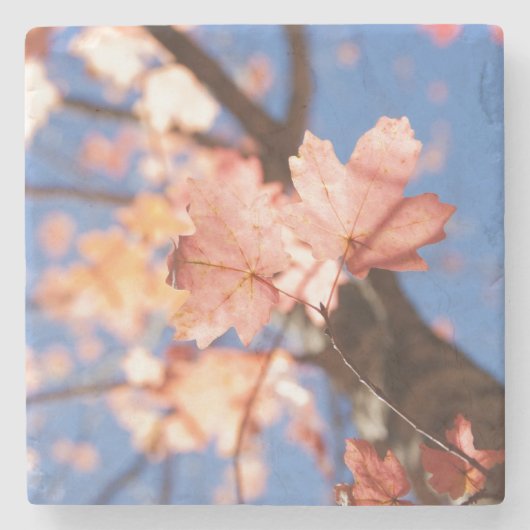 hoch, oben, oben in den Bäumen Steinuntersetzer (Vorderseite)