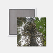 Hoch Regenwald Magnet (Vorderseite/Rückseite)