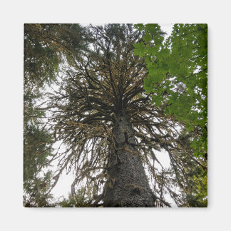 Hoch Regenwald Magnet