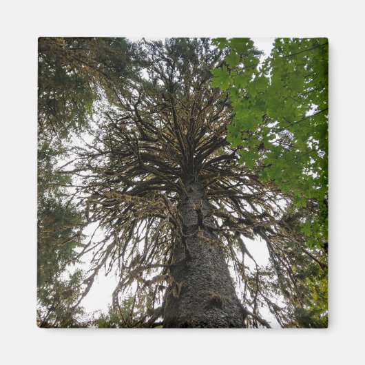 Hoch Regenwald Magnet (Vorne)