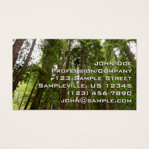 Hoch zu den Redwoods I im Muir Woods National Monu