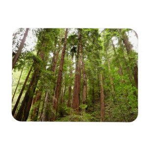Hoch zu den Redwoods I im Muir Woods National Monu Magnet