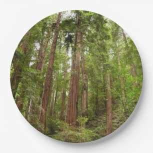 Hoch zu den Redwoods I im Muir Woods National Monu Pappteller