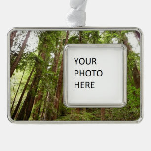 Hoch zu den Redwoods I im Muir Woods National Monu Rahmen-Ornament Silber