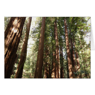 Hoch zu den Redwoods II im Muir Woods National Mon