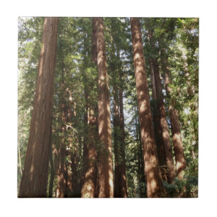 Hoch zu den Redwoods II im Muir Woods National Mon Fliese