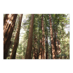 Hoch zu den Redwoods II im Muir Woods National Mon Fotodruck