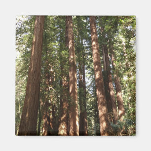 Hoch zu den Redwoods II im Muir Woods National Mon Magnet