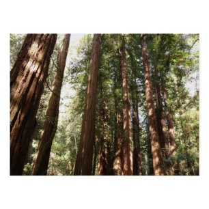 Hoch zu den Redwoods II im Muir Woods National Mon Poster