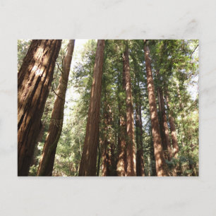 Hoch zu den Redwoods II im Muir Woods National Mon Postkarte