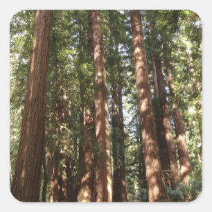 Hoch zu den Redwoods II im Muir Woods National Mon Quadratischer Aufkleber