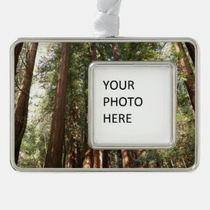 Hoch zu den Redwoods II im Muir Woods National Mon Rahmen-Ornament Silber