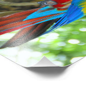 Hochauflösende Fotografie Scarlet Macaw (Ecke)