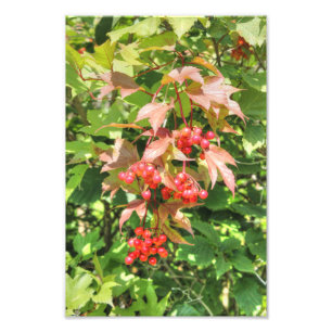 Hochbuschpreiselbeeren Fotodruck