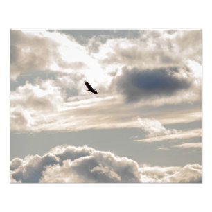 Hochfliegender Weißkopfseeadler Fotodruck
