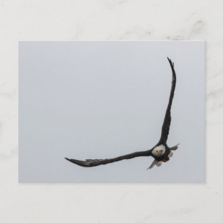 Hochfliegender Weißkopfseeadler-Vogel-Flug-schöne Ankündigungspostkarte