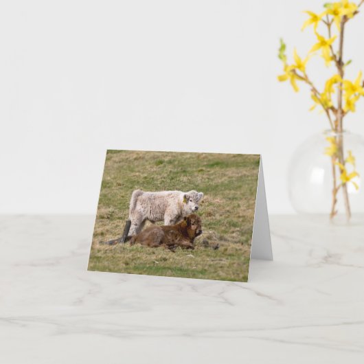 Hochland-Kuh-Grußkarte Karte (Gelbe Blume)