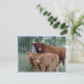 Hochland-Kuh mit Kälbern Postkarte (Stehend Vorderseite)