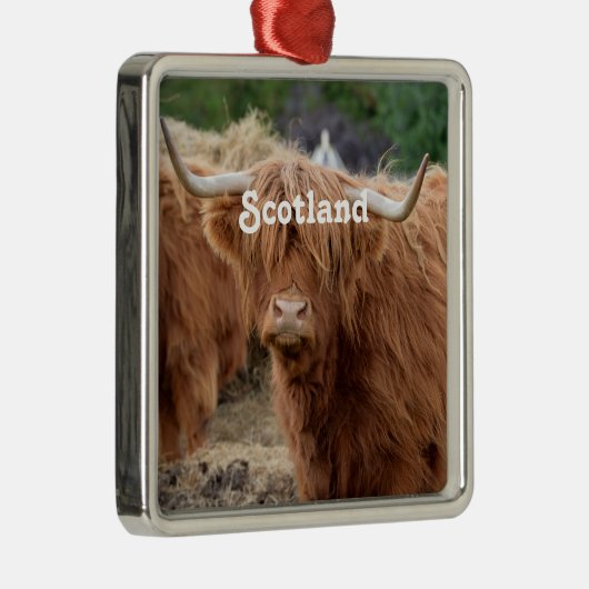 Hochland-Kuh Silbernes Ornament (Rechts)