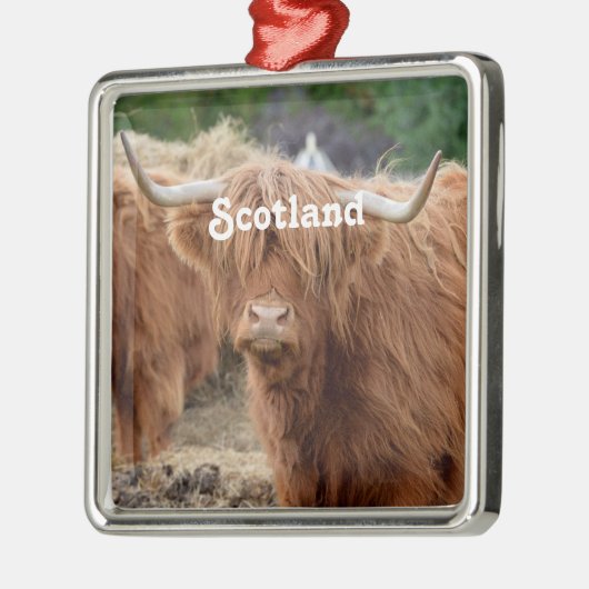 Hochland-Kuh Silbernes Ornament (Links)