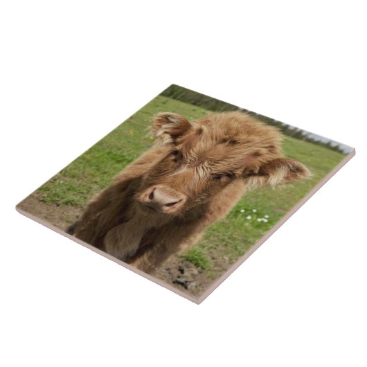 Hochland-Viehkalb, nahe Dufftown, Fliese (Seite)