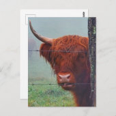 Hochlandkuh, die einen Drahtzaun bindet Postkarte (Vorne/Hinten)