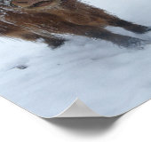 Hochlandkuh im Schneeplakat Poster (Ecke)