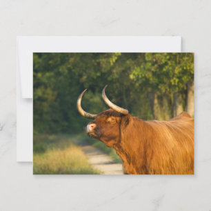 Hochlandkuh im Wald bei Sonnenuntergang Postkarte