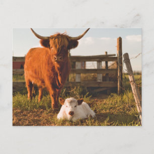 Hochlandkuh und ein Kalb auf einem Feld Postkarte
