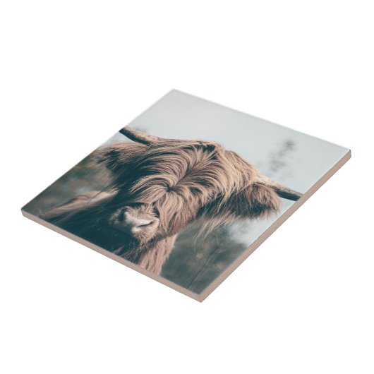 Hochlandkuhportrait Fliese (Seite)