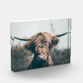 Hochlandkuhportrait Fotoblock (Links)