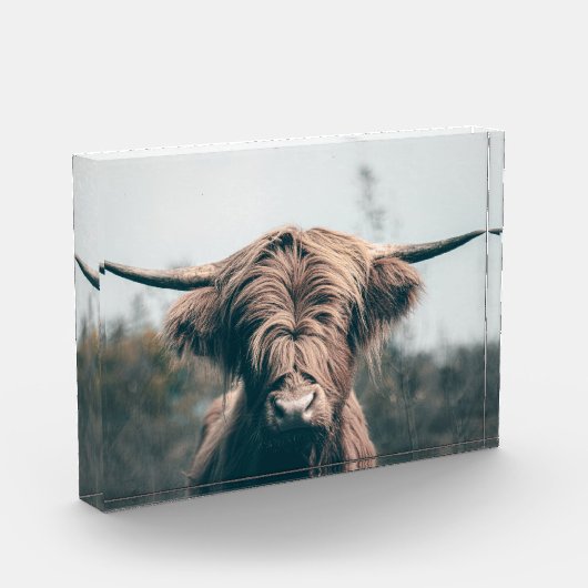 Hochlandkuhportrait Fotoblock (Links)