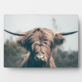 Hochlandkuhportrait Fotoplatte (Vorderseite)