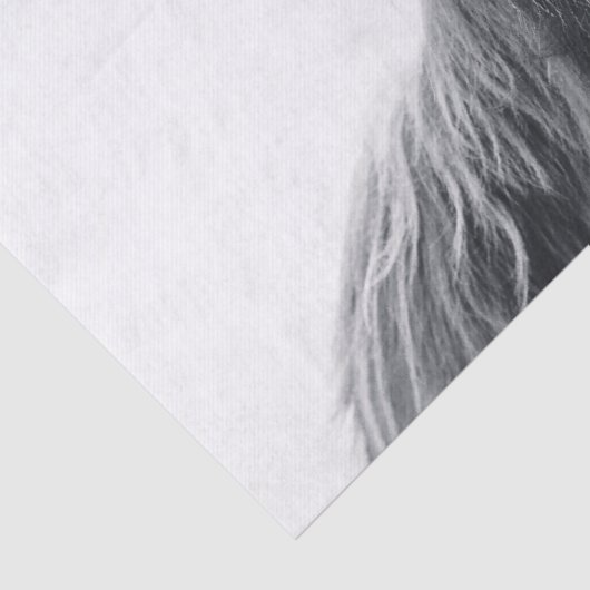 Hochlandkuhportrait Initialmonogramm Schwarz-weiß Seidenpapier (Detail)