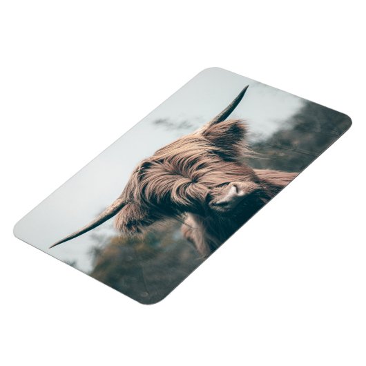 Hochlandkuhportrait Magnet (Linke Seite)