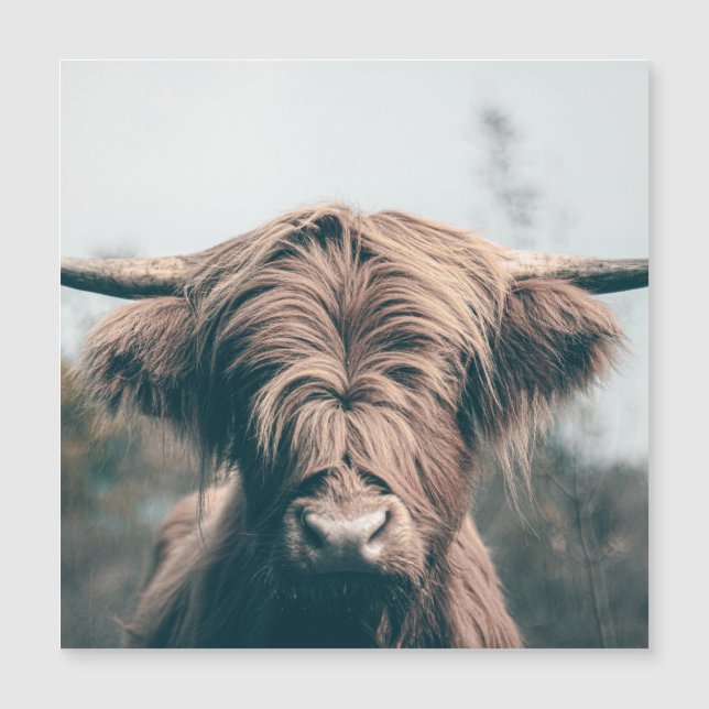 Hochlandkuhportrait Magnetkarte (Vorderseite)