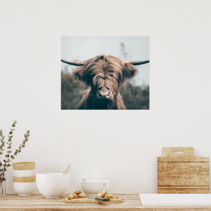 Hochlandkuhportrait Poster