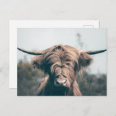 Hochlandkuhportrait Postkarte (Vorne/Hinten)