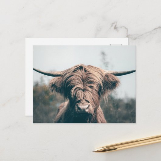 Hochlandkuhportrait Postkarte (Vorderseite/Rückseite Beispiel)