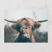 Hochlandkuhportrait Postkarte (Vorderseite)