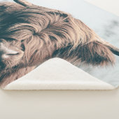 Hochlandkuhportrait Sherpadecke (3/4)