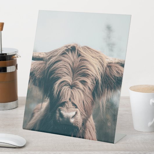 Hochlandkuhportrait Sockelschild (In Situ)