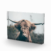 Hochlandrind-Porträt Fotoblock (Rechts)