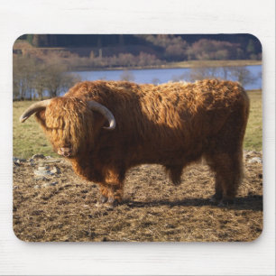 Hochlandrindbulle, Schottland Mousepad