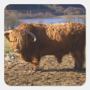 Hochlandrindbulle, Schottland Quadratischer Aufkleber