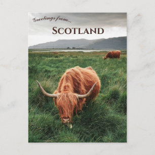 Hochlandrinder Insel Mull Schottland Postkarte