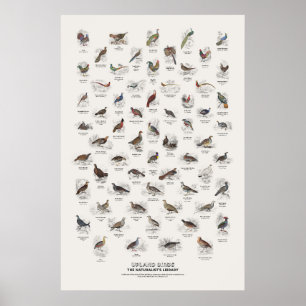 Hochlandvögel - Naturalist's Library Poster
