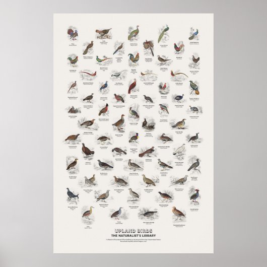 Hochlandvögel - Naturalist's Library Poster (Vorne)
