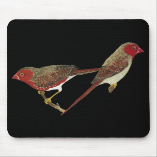 Hochrote Fink-(weiß-aufgebläht) Paare Mousepad